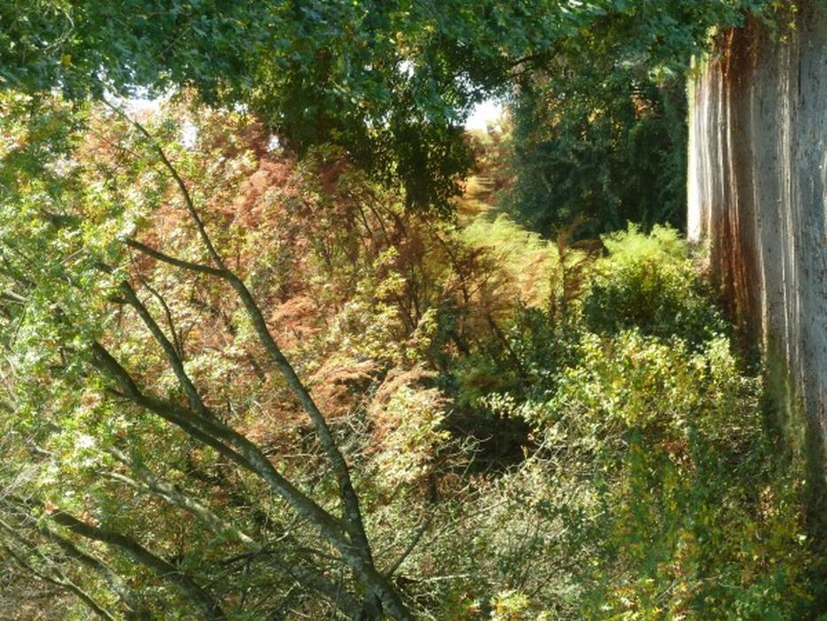 Balade à roulettes : Le Bois de Bordeaux 2 IMPRATICABLE