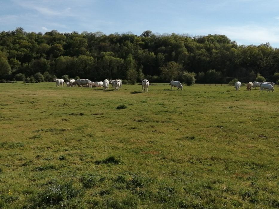 13- La plaine de Malvault à Colombiers